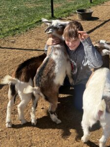 Baby Goats Playing With a Young Ranch Guest