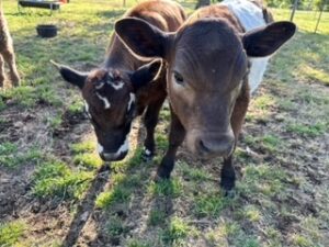 Freedom Acres Baby Cows