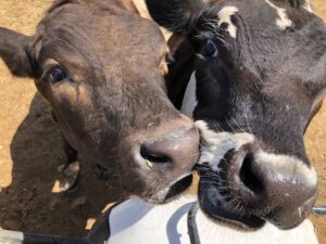 Friendly Cows Greeting Freedom Acres Ranch Visitors