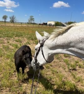 Horse and Pony Enjoying a Sunny Day Outside