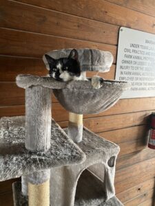 Kitty Cat Lounging in a Cat Tree